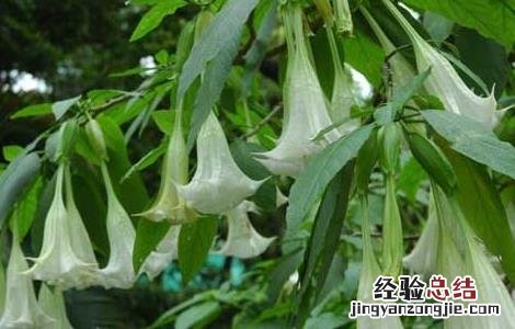 曼陀罗叶的功效与作用是什么 曼陀罗叶的功效与作用