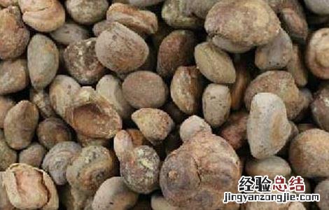 马槟榔的功效与作用 马槟榔的功效与作用