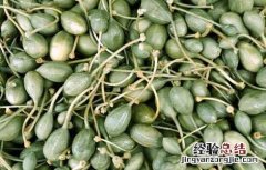 马槟榔的功效与作用 马槟榔的功效与作用