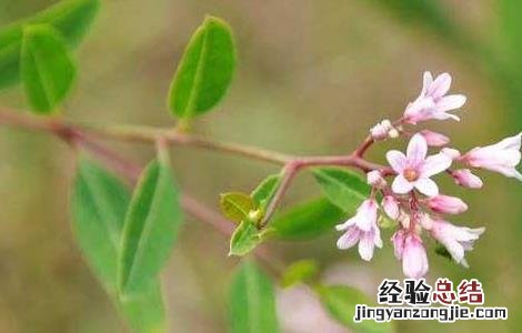 罗布麻叶的功效与作用 罗布麻叶的功效与作用有哪些?