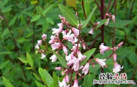 罗布麻叶的功效与作用 罗布麻叶的功效与作用有哪些?