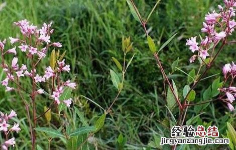 罗布麻叶的功效与作用 罗布麻叶的功效与作用有哪些?