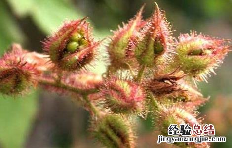 钻地风的功效与作用 钻山风与钻地风的功效与作用