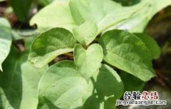 钻地风的功效与作用 钻山风与钻地风的功效与作用
