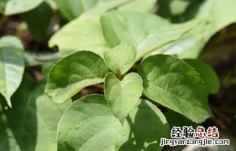 钻地风的功效与作用 钻山风与钻地风的功效与作用