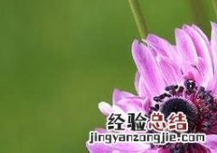 重瓣银莲花花卉盆景怎么养 银莲花鲜花养护