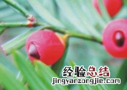 红豆杉的药用价值与功效 红豆杉的功效及用途
