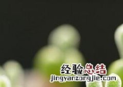碧光环怎么养 碧光环怎么养?