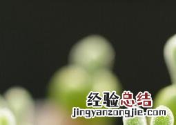 碧光环怎么养 碧光环怎么养?