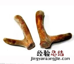 鹿角胶与鹿茸有什么区别 鹿角胶和鹿茸有什么区别呢