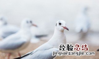 鸽子和什么一起炖汤最有营养啊 鸽子和什么一起炖汤最有营养