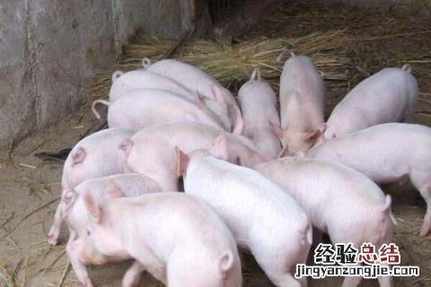 怎么养猪赚钱快，现代化养猪模式为主