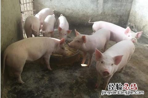 怎么养猪赚钱快，现代化养猪模式为主