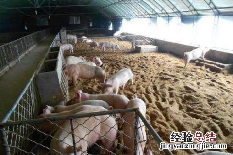 怎么养猪赚钱快，现代化养猪模式为主