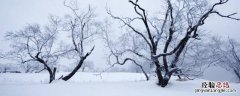 4毫米雪有多厚 四毫米的雪有多大图片