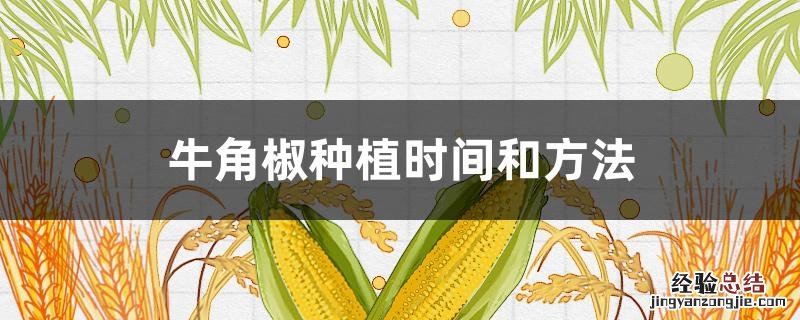 牛角椒种植时间和方法 牛角椒种植时间和方法图片