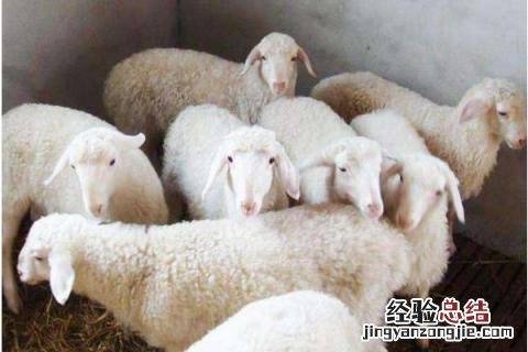 湖羊养殖利润分析,附市场价格 湖羊的养殖行情