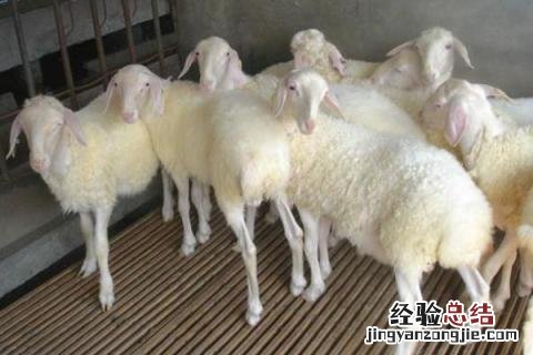 湖羊养殖利润分析,附市场价格 湖羊的养殖行情