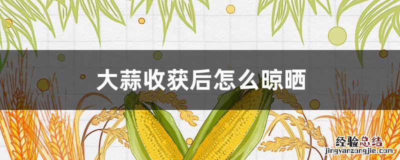 大蒜收获后怎么晾晒 大蒜收获时间和方法