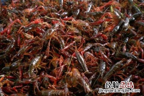 养殖业风险小的项目 养殖业风险小的项目有哪些