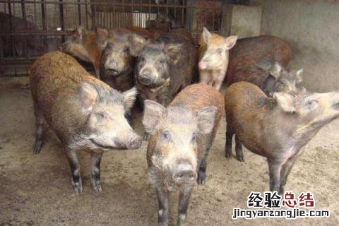 养殖业风险小的项目 养殖业风险小的项目有哪些