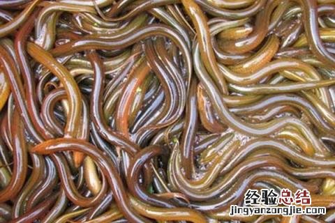 养殖业风险小的项目 养殖业风险小的项目有哪些