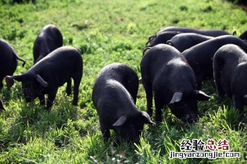 黑猪养殖的市场前景 黑猪养殖成本与利润,附市场行情