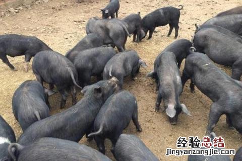黑猪养殖的市场前景 黑猪养殖成本与利润,附市场行情