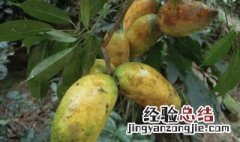 野香蕉的营养价值 野山香蕉有什么功效