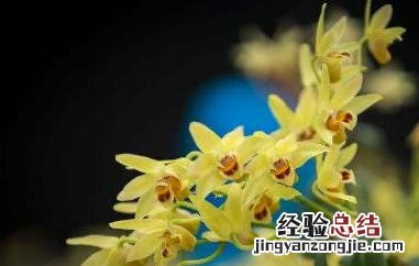 长期喝石斛花的功效与副作用 长期喝石斛花的功效与副作用及禁忌