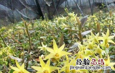 长期喝石斛花的功效与副作用 长期喝石斛花的功效与副作用及禁忌