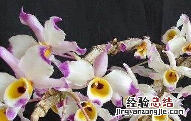 大苞鞘石斛的药用价值 大苞鞘石斛的功效与作用