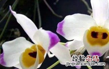 大苞鞘石斛的药用价值 大苞鞘石斛的功效与作用