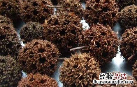 路路通的功效与作用 路路通的功效与作用与主治
