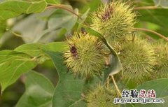 路路通的功效与作用 路路通的功效与作用与主治