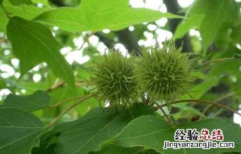 路路通的功效与作用 路路通的功效与作用与主治