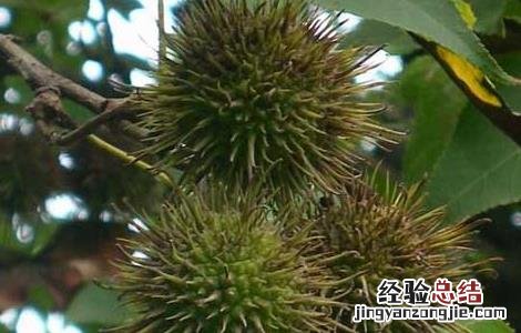 路路通的功效与作用 路路通的功效与作用与主治