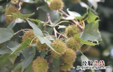 路路通的功效与作用 路路通的功效与作用与主治