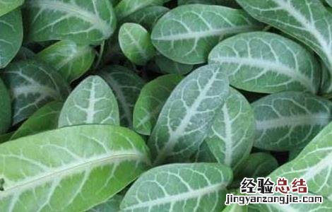 龙脷叶的功效与作用点的功效 龙脷叶的功效与作用
