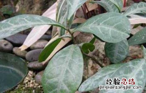 龙脷叶的功效与作用点的功效 龙脷叶的功效与作用