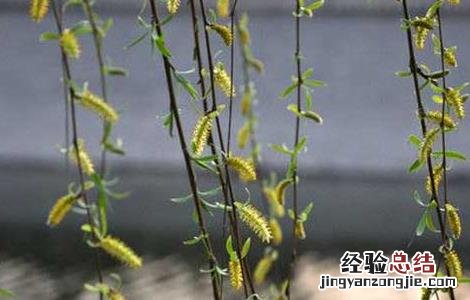 柳枝的功效与作用 柳枝的功效与作用点