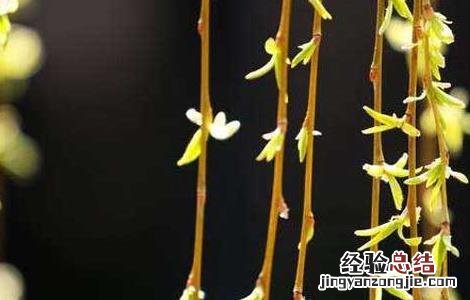 柳枝的功效与作用 柳枝的功效与作用点