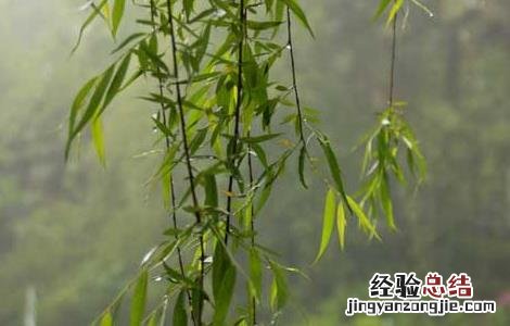柳枝的功效与作用 柳枝的功效与作用点