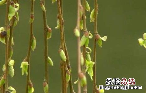 柳枝的功效与作用 柳枝的功效与作用点