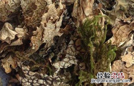 老龙皮的功效与作用 老龙皮的功效与作用及食用方法