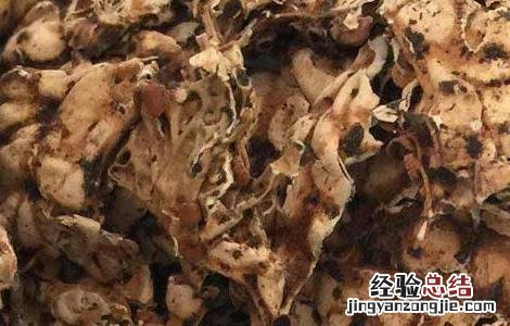 老龙皮的功效与作用 老龙皮的功效与作用及食用方法