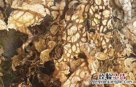 老龙皮的功效与作用 老龙皮的功效与作用及食用方法