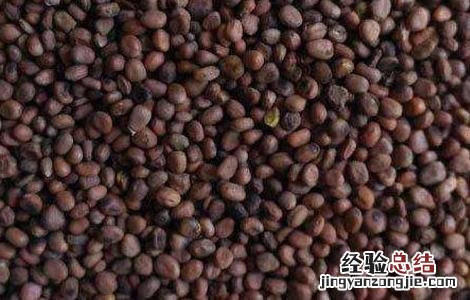 莱菔子的功效与作用图片 莱菔子的功效与作用