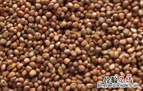 莱菔子的功效与作用图片 莱菔子的功效与作用