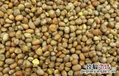 莱菔子的功效与作用图片 莱菔子的功效与作用